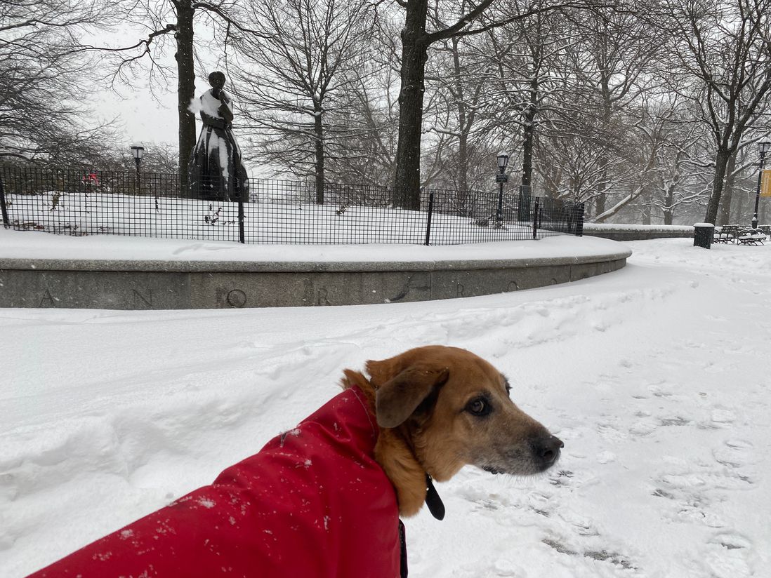 A dog in a red jacket with the Eleanor Roosevelt statue in the background